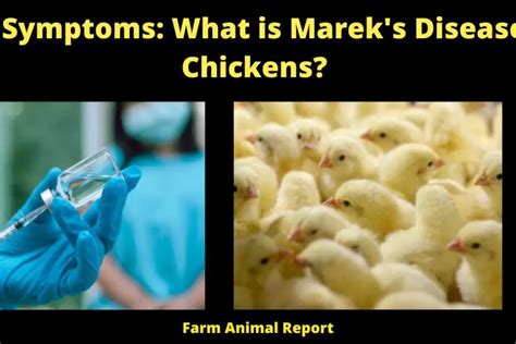 13 Symptoms What Is Mareks Disease In Chickens