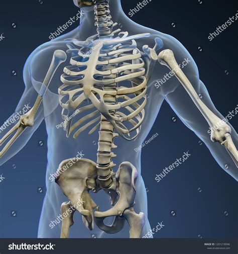 3d Render Human Body Skeleton Xray Stock Illustration 1201218946
