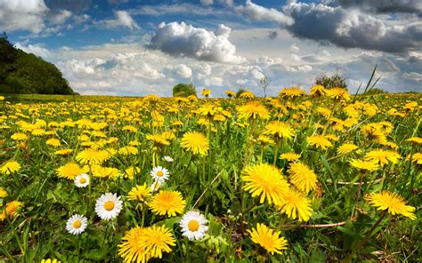 Dandelion Meadow Flowers Spring Clouds Beautiful Desktop Wallpaper