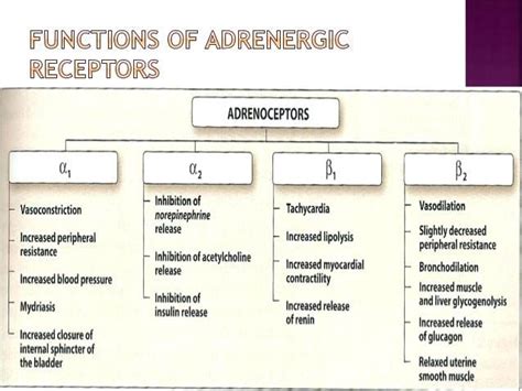 8 Alpha Beta Adrenergic Receptors Chart Pharmacology Nursing