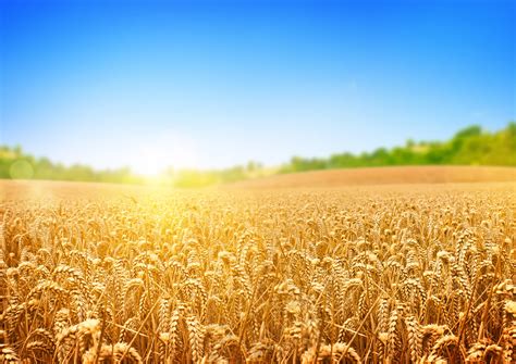 Bunch Of Wheats Wheat Field Trees The Suns Rays 4k Wallpaper