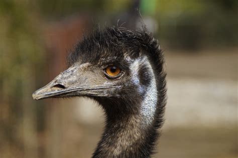 Free Images Wildlife Beak Ostrich Fauna Close Up Face Emu Head