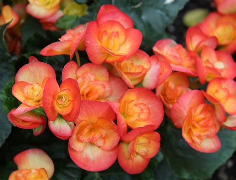 What Are The Best Types Of Begonias To Grow Heres Our Picks