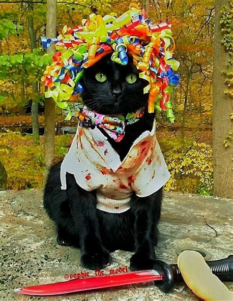 The 35 Greatest Cat Costumes Ever With Images Cat Costumes Pet