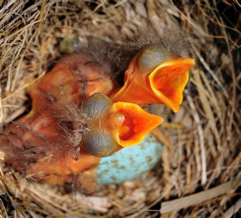 Baby Birds In Nest Stock Photo Image Of Hunger Hope 5634308