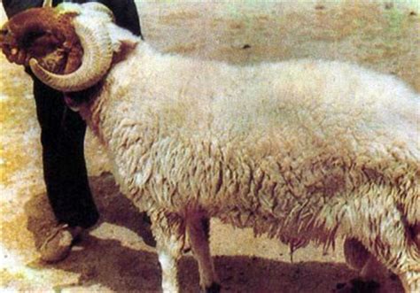 Jun 14, 2021 · كيلو لحم جمالي بالعظام بسعر 30.95 ريال بدلاً من 39.50 ريال، كيلو لحم ضاني سواكني بسعر 44.95 ريال بدلاً من 49.95، لحم خروف روماني طازج سعر الكيلو 53.95 بدلاً من 65.75 ريال، لحم عجل بلدي طازج بدون عظام سعر. تصدير 130 الف خروف بلدي الى دول الخليج العام الحالي ...