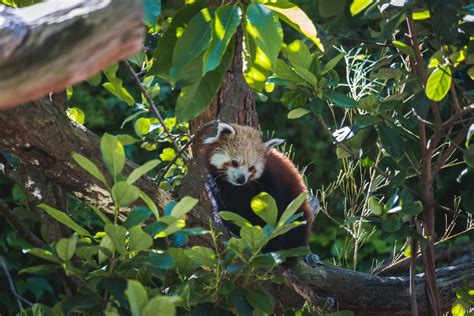 Red Panda On Tree Branch During Daytime Photo Free Australia Image On