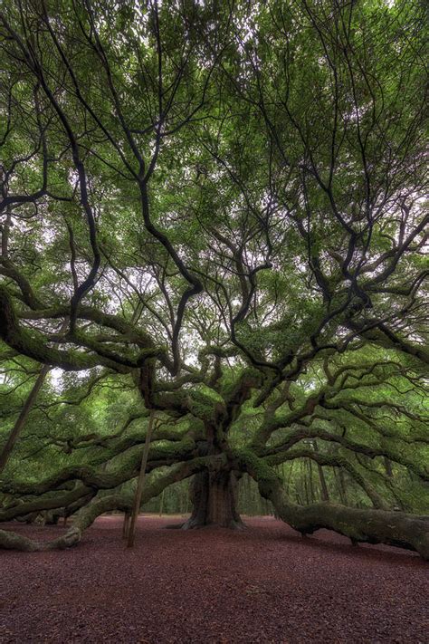 Angel Oak Tree Charleston Sc Photograph By Rick Berk Fine Art America