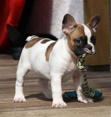 They have their current vaccinations, are microchipped, wormed, flea and tick treatment, and health. French Bulldog puppies FOR SALE ADOPTION from New South ...