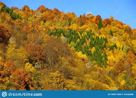 Yellow Red Autumnal Wallpaper Autumn Forest Nature Stock Photo