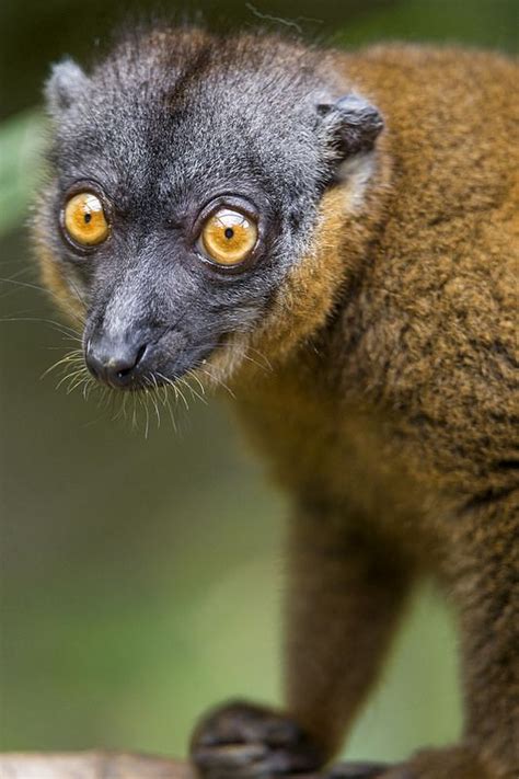 122 Best Strepsirrhini Images On Pinterest Lemur Madagascar And Lemurs