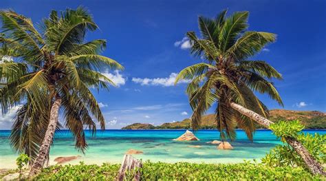 Nature Landscape Tropical Beach Island Palm Trees