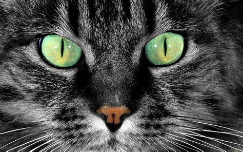 Cat Green Eyes Wallpaper 2560x1600 12152