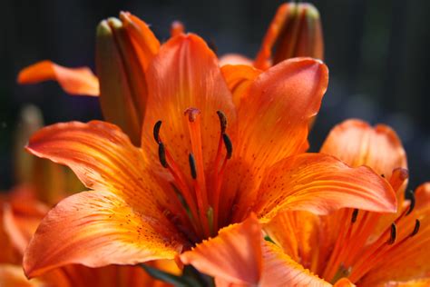 Beautiful Orange Lily Flower Image Free Stock Photo Public Domain