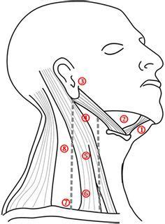 Common areas where you might notice swollen lymph nodes. cervical lymph node levels See #2...that's what's been ...
