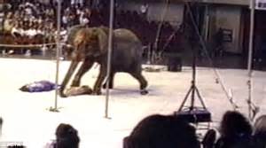 Peta Releases Video Of Circus Elephant That Was Shot Dead While On