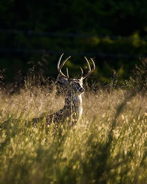 Hilltop 6 Point Whitetail Buck Photo Michael Dougherty Photos At