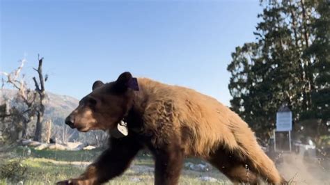 these 3 orphaned bears were released into california s san bernardino forest after a year of