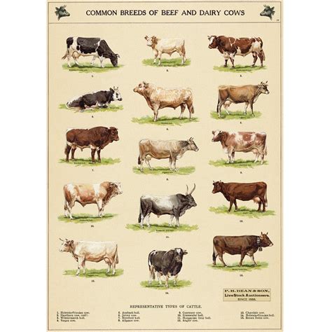 Cavallini And Co Wrap Common Breeds Of Beef And Dairy Cows Penelope Wurr