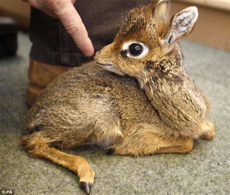 Kirk Dik Dik Antelope Hand Reared At Chester Zoo After Mum Abandoned