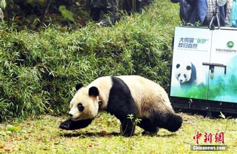 Two Captive Bred Pandas Back In Nature Global Times