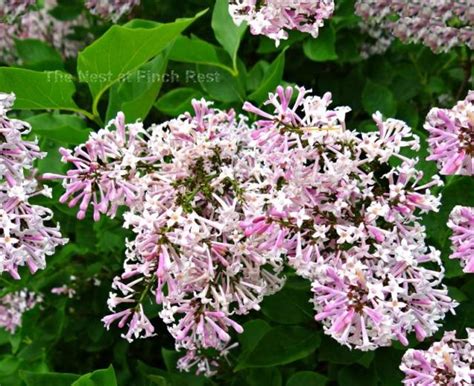 Free Download Showing Gallery For Lilac Bush Wallpaper 1600x1209 For