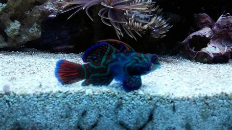 Coolest Fish Ever Blue Mandarin Dragonet Youtube