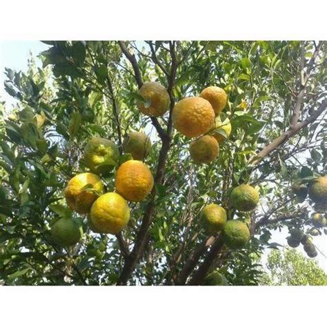 30 Kg Fresh Orange At Rs 22kilogram Oranges In Nagpur Id 14916643048