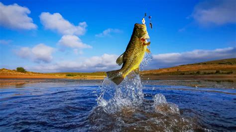 Best Bass Fishing Lakes In The Us Hook And Bullet