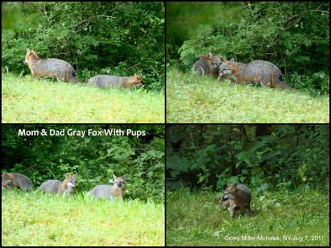 Photography By Ginny July 7th Critters 2011 Foxes Skunks Juv Bluejays
