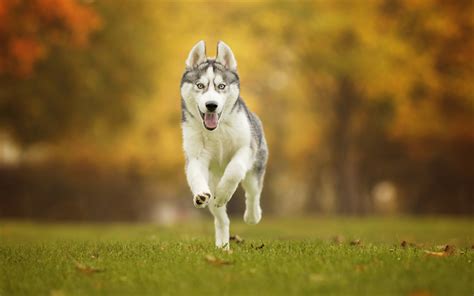Download Wallpapers Husky Running Dog Pets Forest Lawn Cute