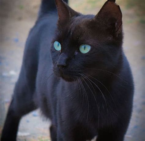 Black Kitten With Blue Eyes Do Not Get Close To Them Walkwithcat