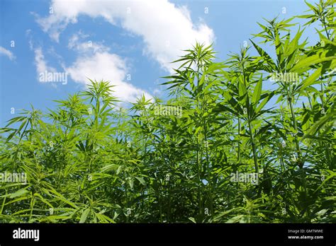 Cannabis Plant Hi Res Stock Photography And Images Alamy