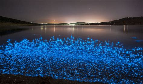 Sparkling Seas Explained Bioluminescent Plankton Bioluminescence