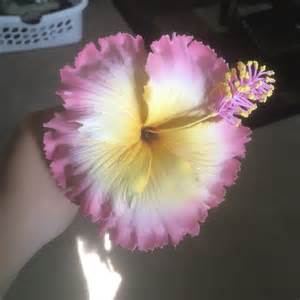 Jewelry Samoan Flower Sei Poshmark