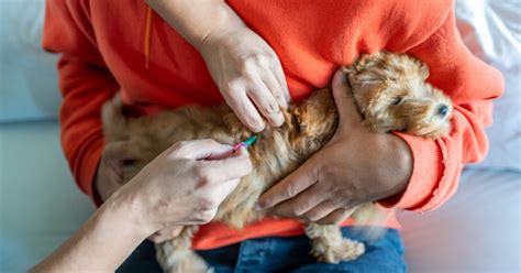Rabies In Dogs Symptoms Causes And Prevention