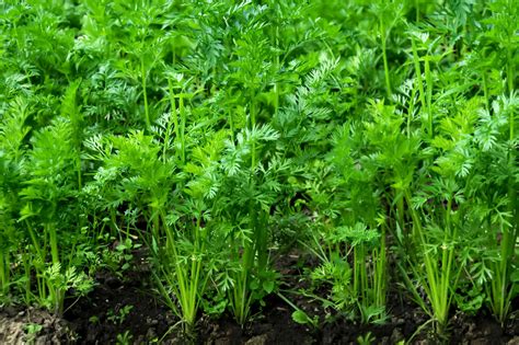 How To Grow And Care For Carrots