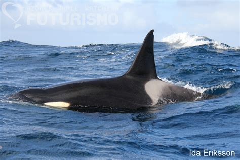 Both male and female offspring remain in close association with their mothers for life. Azores whale watching Futurismo: Orca/Killer whale fact sheet