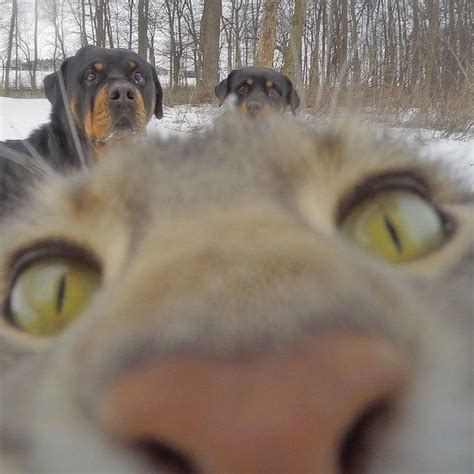 This Cat Takes Better Selfies Than You 16 Photos Cute