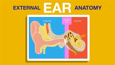 What Is External Ear Anatomy Youtube