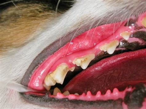 How To Detect And Treat Mouth Cancer In Dogs Angies List