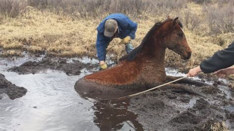 Young Horse Trapped In Muskeg Near Sundre Alta Rescued In Dramatic