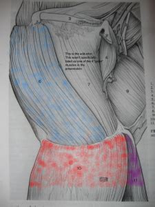 And gives partial origin to these muscles; Groin Muscle Injuries - Anatomy | Dr. Mel Newton