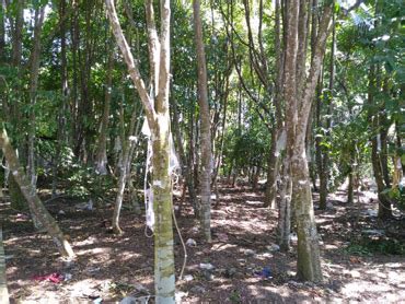 Subsidiary harwood timber sdn bhd* bigwood sdn bhd (harwood). Forestry Assets Sdn Bhd