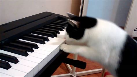 Las Mejores 112 Meme Gato Tocando Piano Armadynemx
