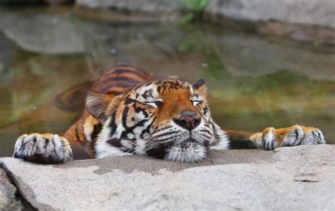 Sleeping Tiger Dogs And Other Cute Animals Pinterest