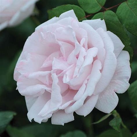 Racquel Hybrid Tea Garden Roses Pococks Roses The Cornish Rose Company