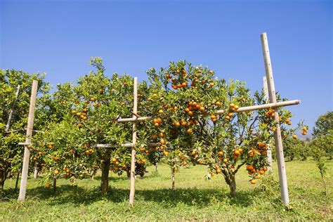 Orange Orchard In Northern Thailand 11042990 Stock Photo At Vecteezy