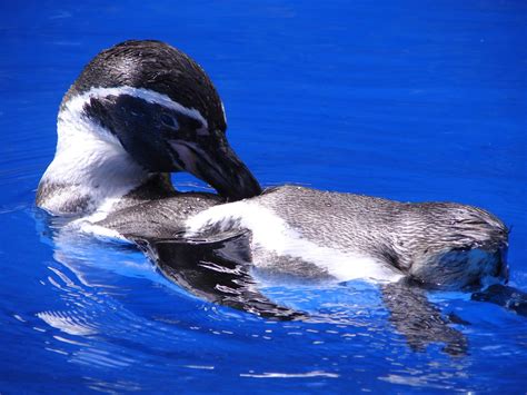 Sea Life Park Pinguan 2 Bigbbrowneyes Flickr