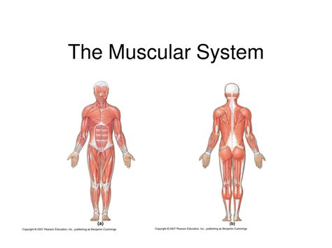 The Muscular System